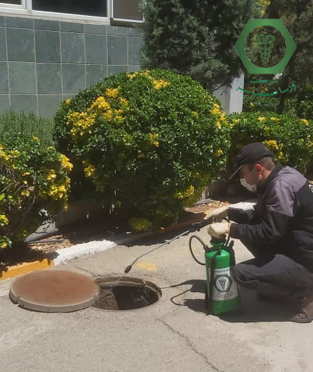 سمپاشی سوسک فاضلاب یا سوسک حمام